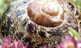 Schnecke im Thymian