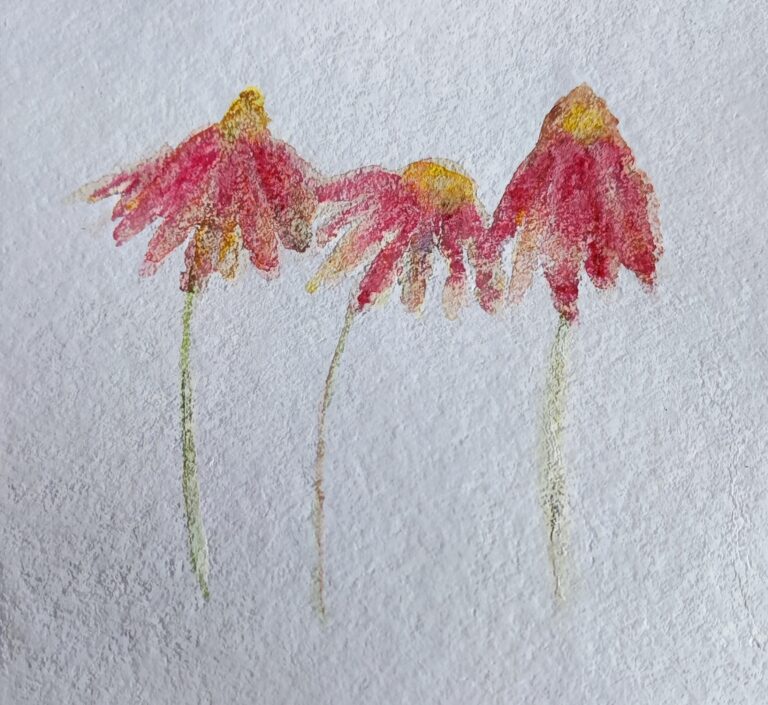 Mehr über den Artikel erfahren Echinacea -Aquarell