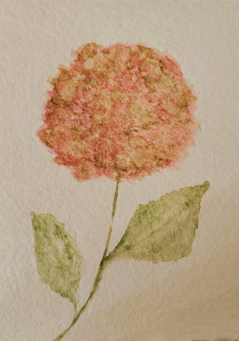 Mehr über den Artikel erfahren Hydrangea