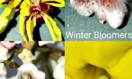 Winter Bloomers