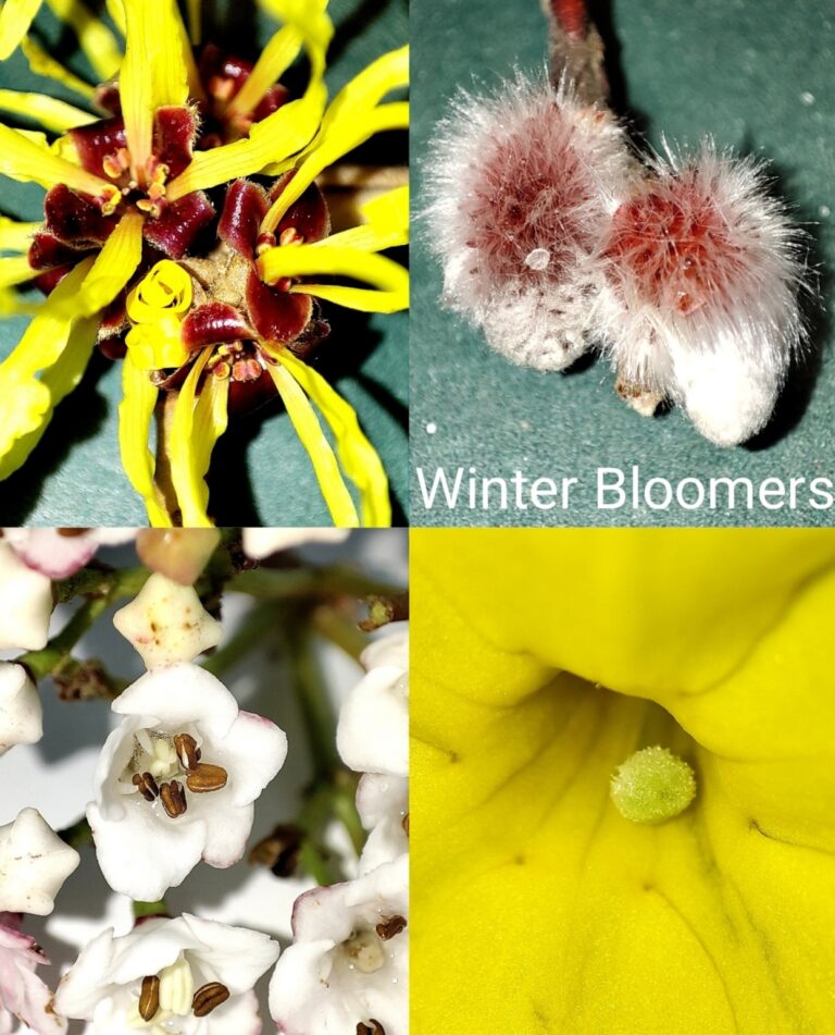 Read more about the article Winter Bloomers
