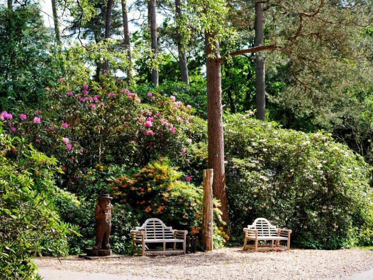 Read more about the article Rhododendronpark in Westerstede