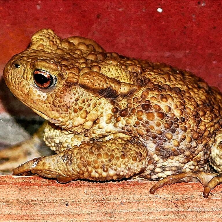Read more about the article Erdkröte (Bufo bufo)