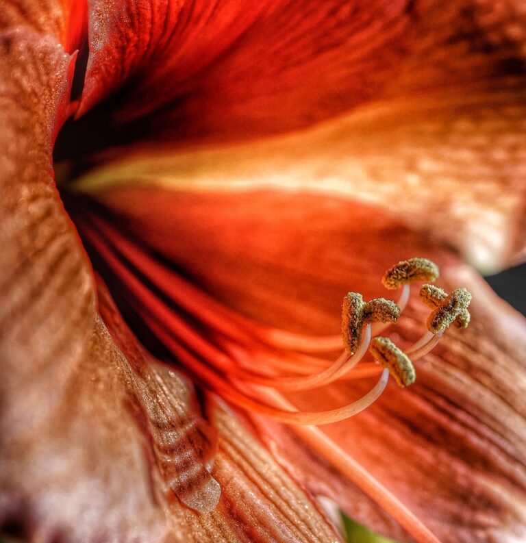 Read more about the article Amaryllis – Ritterstern