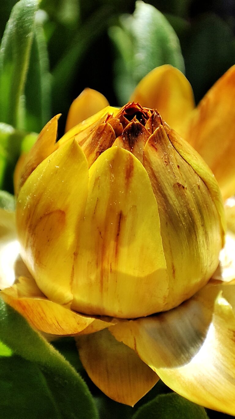 Mehr über den Artikel erfahren Strohblumen