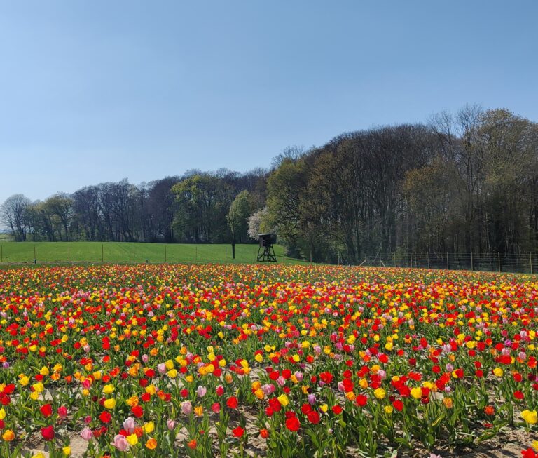 Mehr über den Artikel erfahren Tulpenfelder