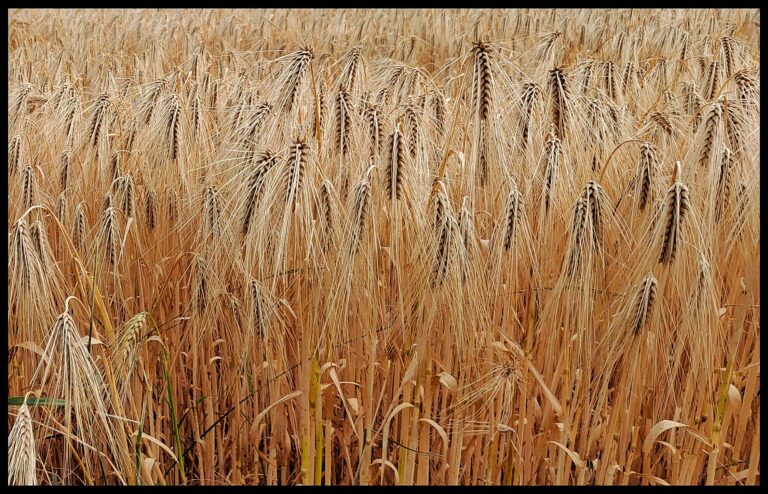Mehr über den Artikel erfahren NatureArt