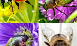 Schönheiten – Makrofotografie