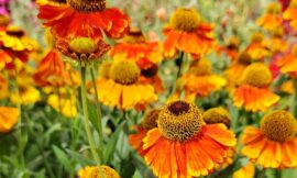 Das war der Sommer