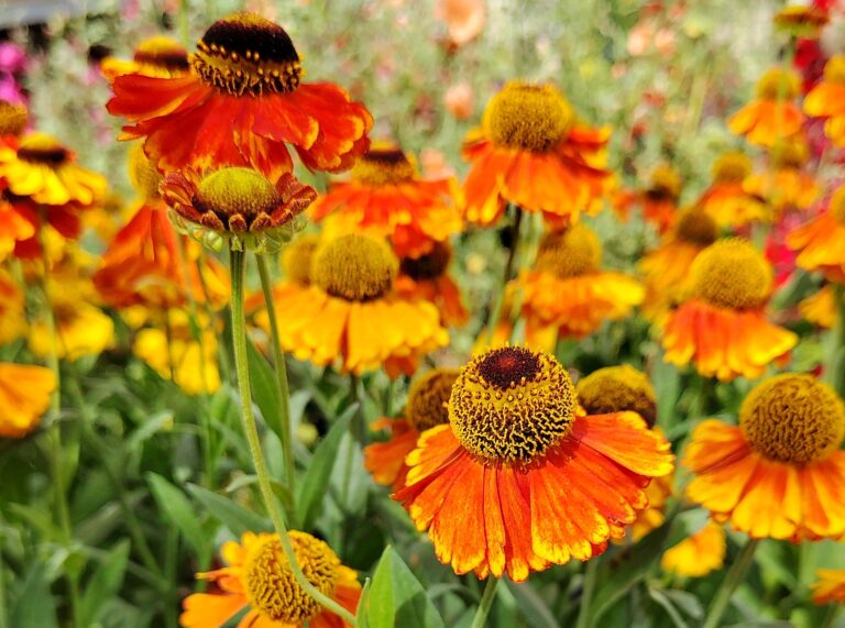 Mehr über den Artikel erfahren Das war der Sommer