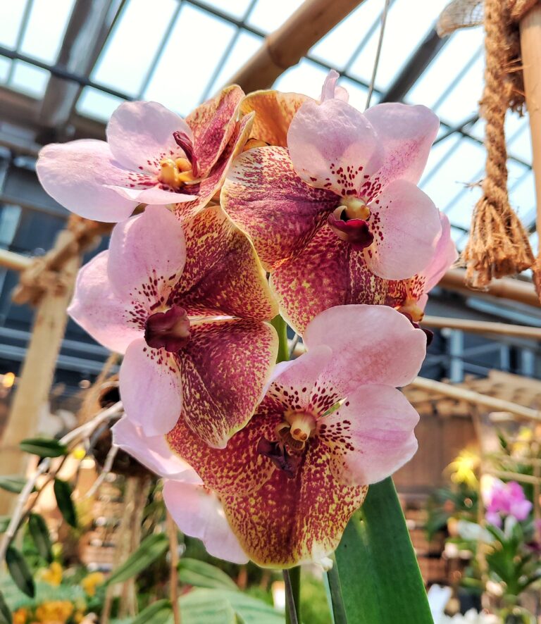 Mehr über den Artikel erfahren Ein Besuch im Gartencenter