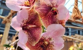 Ein Besuch im Gartencenter