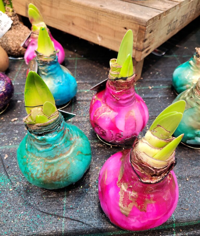 Mehr über den Artikel erfahren Farbenrausch