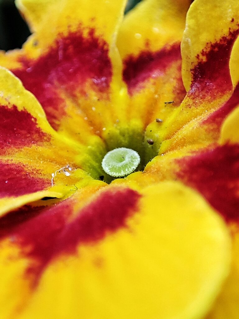 Mehr über den Artikel erfahren Vorboten