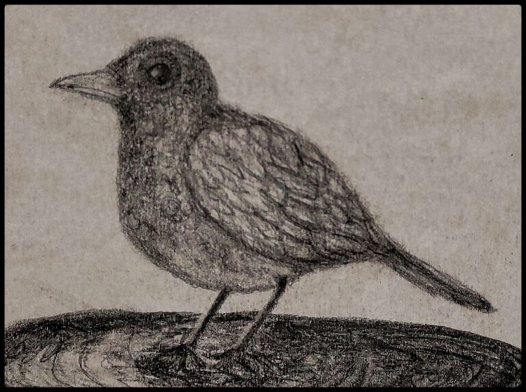 Mehr über den Artikel erfahren Jungvogel