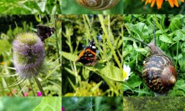 Der Garten und seine Bewohner
